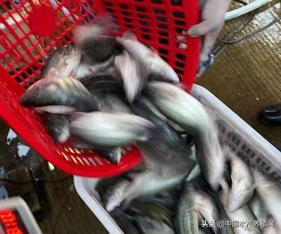 加州鱸持續降價為何引發養殖戶更深憂慮？