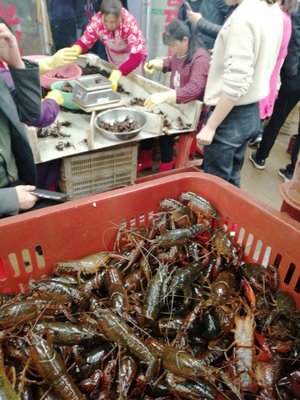 潛江小龍蝦批發 湖北武漢洪山區清水養殖優勢