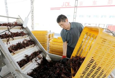 彭澤縣小龍蝦 水產品收購助力產業升級，“鏈”出20億元大產業
