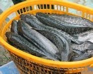 現款收購玉米小麥與顏楊水產養殖 北京市場動態及合作機遇