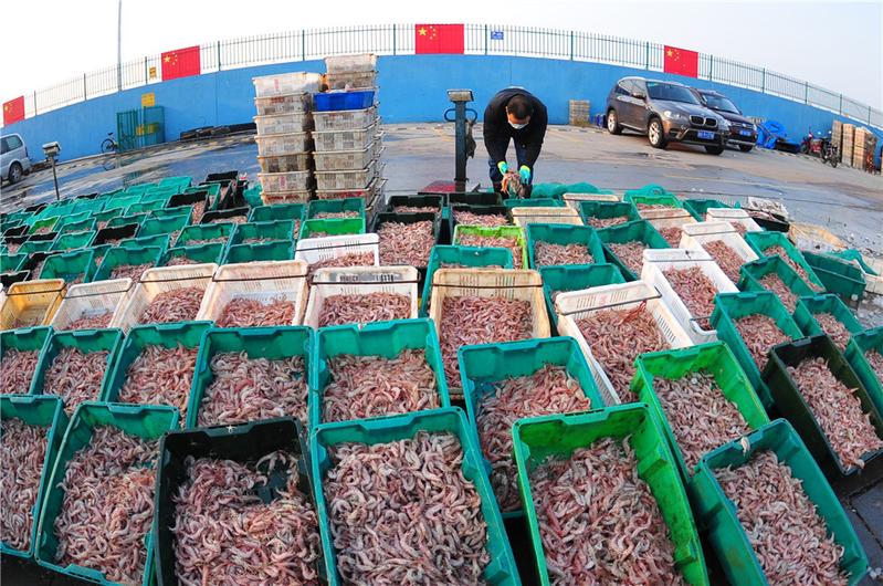 沙子口漁港復工，3000斤八帶與蠣蝦一小時售罄，水產品市場復蘇強勁