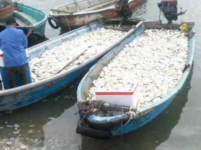 湛江麻章區料村300余萬條金鯧魚暴斃，水產養殖業遭遇重創