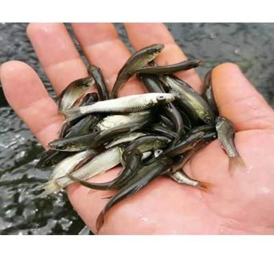 大氣淡水水產品批發 市場現狀與發展策略